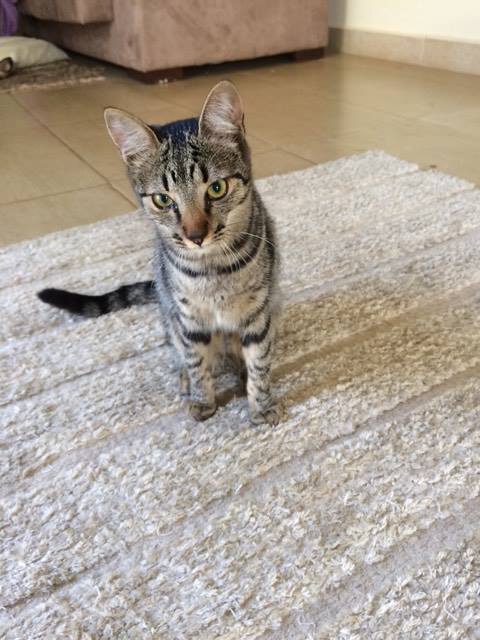 gato