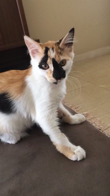 nica grande