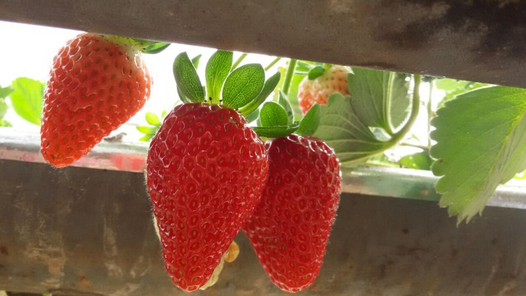 morango 1