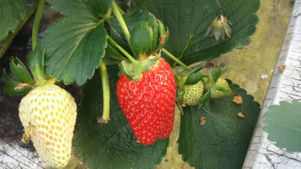 morango 2