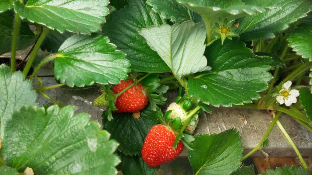 morango 3